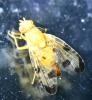 Xyphosia miliaria